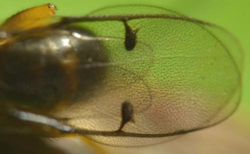 Megastigmus sp.